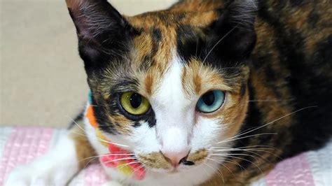 odd-eyed cat|Understanding Heterochromia In Cats: Types, Causes, And .